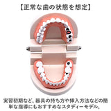 歯 模型 通販 歯列模型 歯模型 実物大 180度 開閉式 歯科 歯根 口内 上下顎 ムシ歯 顎 口腔 デンタルケア ブラッシング指導 指導 学校 学習 教育 授業 教材 小学 中学 用具 観察 高校