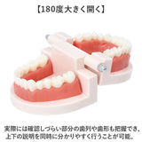 歯 模型 通販 歯列模型 歯模型 実物大 180度 開閉式 歯科 歯根 口内 上下顎 ムシ歯 顎 口腔 デンタルケア ブラッシング指導 指導 学校 学習 教育 授業 教材 小学 中学 用具 観察 高校