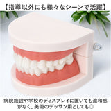 歯 模型 通販 歯列模型 歯模型 実物大 180度 開閉式 歯科 歯根 口内 上下顎 ムシ歯 顎 口腔 デンタルケア ブラッシング指導 指導 学校 学習 教育 授業 教材 小学 中学 用具 観察 高校