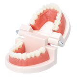 歯 模型 通販 歯列模型 歯模型 実物大 180度 開閉式 歯科 歯根 口内 上下顎 ムシ歯 顎 口腔 デンタルケア ブラッシング指導 指導 学校 学習 教育 授業 教材 小学 中学 用具 観察 高校