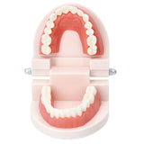 歯 模型 通販 歯列模型 歯模型 実物大 180度 開閉式 歯科 歯根 口内 上下顎 ムシ歯 顎 口腔 デンタルケア ブラッシング指導 指導 学校 学習 教育 授業 教材 小学 中学 用具 観察 高校