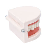 歯 模型 通販 歯列模型 歯模型 実物大 180度 開閉式 歯科 歯根 口内 上下顎 ムシ歯 顎 口腔 デンタルケア ブラッシング指導 指導 学校 学習 教育 授業 教材 小学 中学 用具 観察 高校