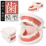 歯 模型 通販 歯列模型 歯模型 実物大 180度 開閉式 歯科 歯根 口内 上下顎 ムシ歯 顎 口腔 デンタルケア ブラッシング指導 指導 学校 学習 教育 授業 教材 小学 中学 用具 観察 高校