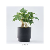 植木鉢 プラスチック 丸型 通販 SK ステップ 15.5xH15 鉢 約 5号 鉢カバー プランター プラポット プランターカバー 植木 ポット 鉢植え おしゃれ 軽量 軽い 観葉植物