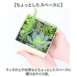 観葉植物 フェイク 小さい 通販 フェイクグリーン 多肉植物 アーティフィシャルグリーン インテリアグリーン 多肉 人工観葉植物 卓上 小さめ 小型 ミニ ボックス 箱入り おしゃれ ギフト