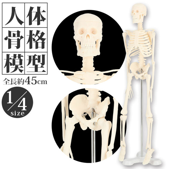 人体模型 通販 人体骨格模型 骨格模型 人体骨格標本 骨格標本 全身骨格 骸骨 置物 45cm 1/4 模型 人体モデル 稼動 直立 教育用 教材 ハロウィン おもちゃ ガイコツ インテリア
