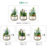 観葉植物 フェイクグリーン 通販 おしゃれ 小さい CT触媒 消臭アーティフィシャルグリーン 3個セット ECLIA エクリア インテリアグリーン ラウンドポット キャニスター インテリア 人工植物 枯れない コンパクト 卓上 デスク 机 玄関 靴箱 ガーデン 造花